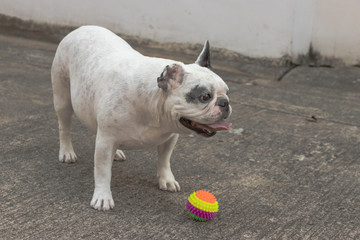 Set of young puppy french bulldog playing and activity around the house both indoor and outdoor