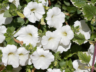  Petunia x hybrida ou Pétunias des jardins de couleur blanc