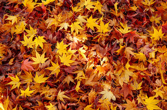 Red yellow autumn maple leaves covered ground. Beautiful Japan season change nature scene background