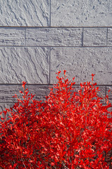 Red autumn leaves bush and grey colour stone wall