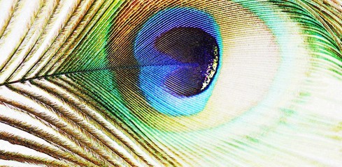 Obraz premium Close up of a colorful peacock feather