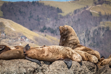 Sea lions onshore