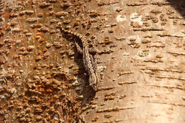 Gecko camouflage against a tree bark
