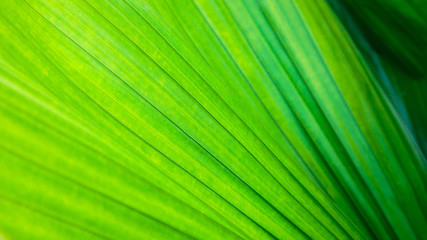 Obraz premium Texture of bright green tropical leaves. Summer vegetative background. Natural summer and spring background.