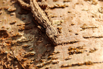 Gecko camouflage against a tree bark