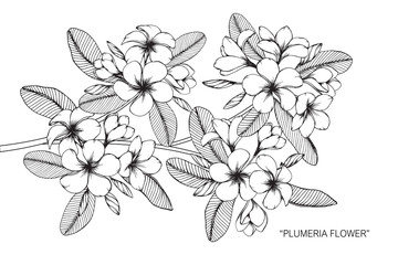 Plumeria flower and leaf drawing illustration with line art on white backgrounds. - obrazy, fototapety, plakaty