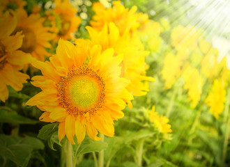 Fototapeta premium field of sunflowers