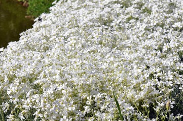 Filziges Hornkraut im Garten