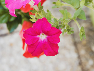 Petunia x hybrida ou Pétunia des jardins 