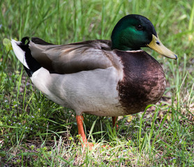 Mallard Duck