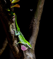 Anole Lizzard