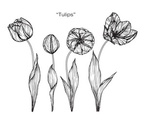 Tulip flower and leaf drawing illustration with line art on white backgrounds.