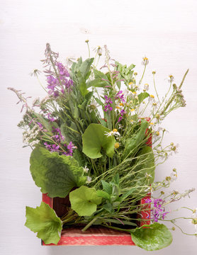 Armful of fresh medicinal plants in a box on the table