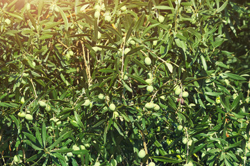 Green olive tree. Growth of natural olives on tree. Agriculture of Southern Italy