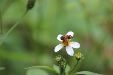 bee