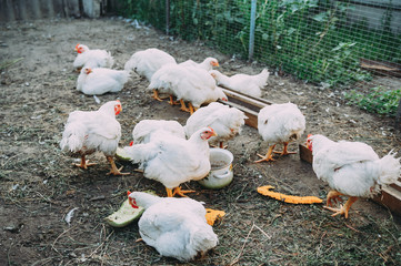 white hens on the farm. chickens. bird flu