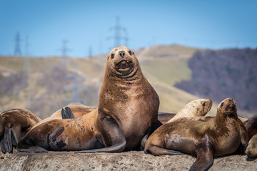Sea lions onshore, Sakhalin island, Russia.