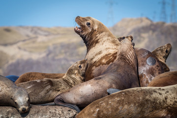 Fototapeta premium Sea lions onshore, Sakhalin island, Russia.