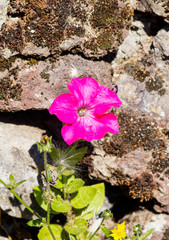 Petunia x hybrida ou Pétunia des jardins