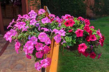 Purple petunia hanging basket.
