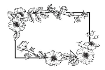 Wild rose flower drawing illustration with line art on white backgrounds.