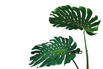Dark green leaves of monstera plant or split-leaf philodendron (Monstera deliciosa) the tropical foliage popular houseplant isolated on white background, clipping path included. © Chansom Pantip