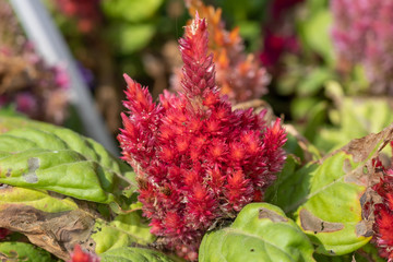 Celosia argentea or the plumed cockscomb or silver cock's comb