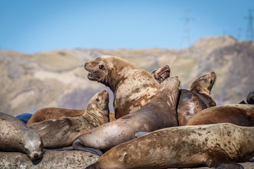 Fototapeta premium Sea lions onshore, Sakhalin island, Russia.