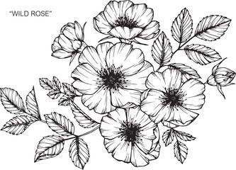 Wild rose flower drawing illustration with line art on white backgrounds.