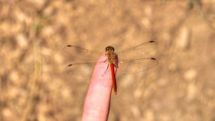 赤トンボ 昆虫 夏 秋 虫 緑 川 日本  自然 水辺　指に留まる赤とんぼ © Yu Otani