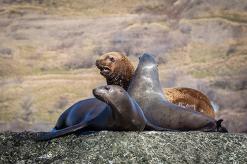 Fototapeta premium Sea lions onshore, Sakhalin island, Russia.
