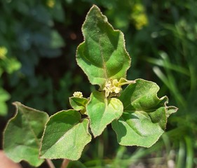 green leaves of a tree