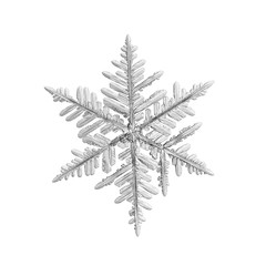 Snowflake isolated on white background. Macro photo of real snow crystal: elegant stellar dendrite...