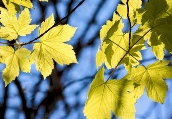 sunlit leaves in Autumn