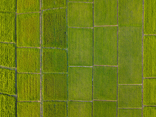 Aerial view Asian green fields