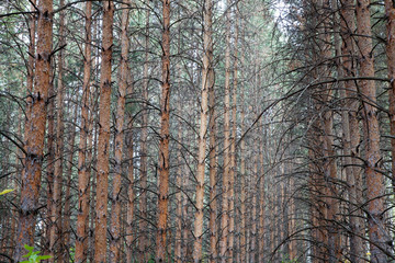 Autumn pine and birch forest