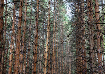 Obraz premium Autumn pine and birch forest
