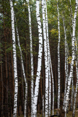Autumn pine and birch forest
