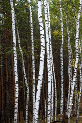 Obraz premium Autumn pine and birch forest