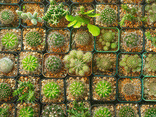 Cactus,Nature Green Garden,Growth up,Closeup,Texture thorn