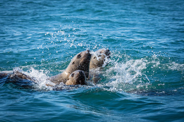 Sea lions in the sea, Sakhalin island, Russia.