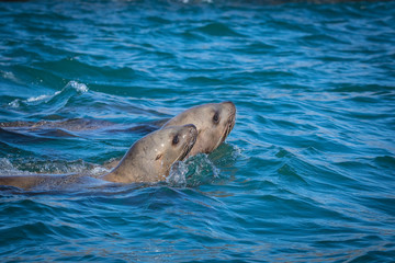 Obraz premium Sea lions in the sea, Sakhalin island, Russia.