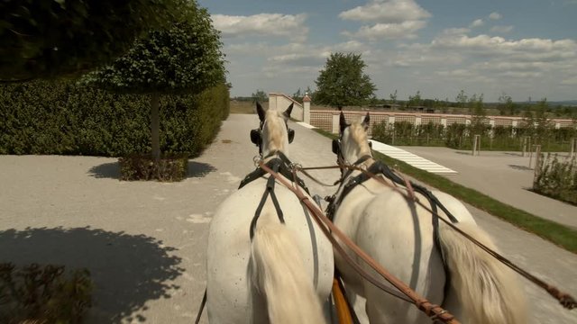 White Horses Drawn Carriage 