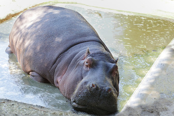 Close up of a captive common hippopotamus (hippopotamus amphibius)