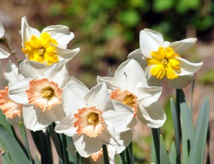 Obraz premium Narzissen im Frühling