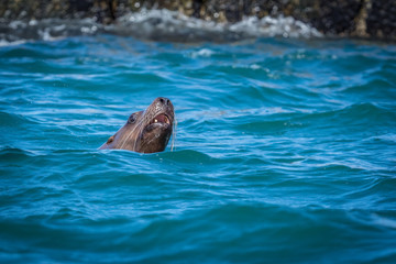 Sea lions in the sea, Sakhalin island, Russia.