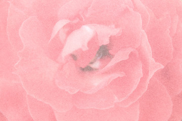Rose paper background