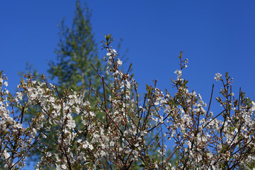 Blooming cherry tree in the garden. Cherry flowers close up.