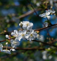 Blooming cherry tree in the garden. Cherry flowers close up.