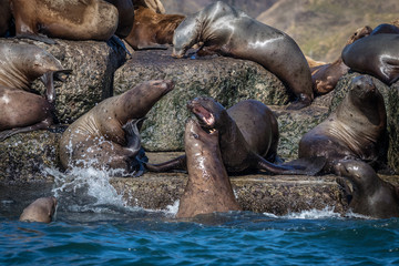 Obraz premium Sea lions onshore, Sakhalin island, Russia.